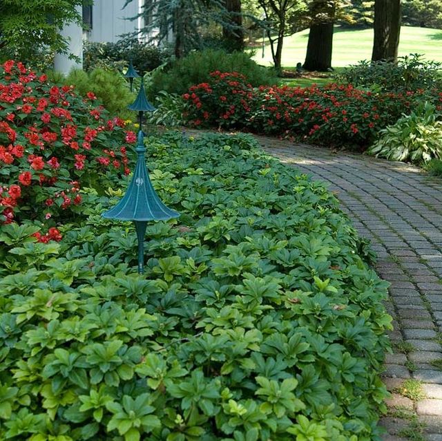 Pachysandra Ground Cover Nolt s Garden Center